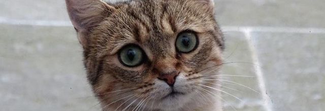 Dimanche c'est chat
