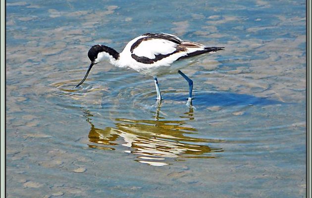 Avocette élégante (Recurvirostra avosetta) - Loix-en-Ré - Ile de Ré - 17