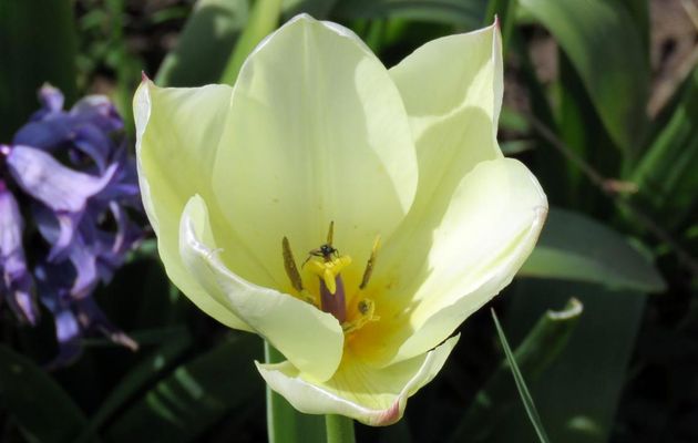 Fleurs du jardin en Mars