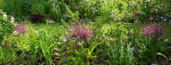 Allium Toabago