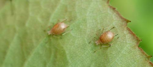 J'ai des pucerons dans mon jardin lala la !