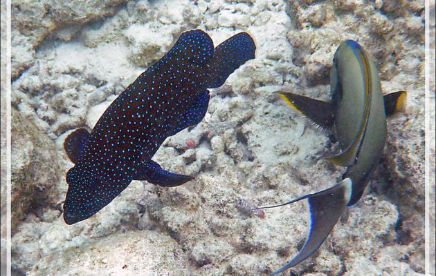 Chirurgien à marque noire, Shoulderbar surgeonfish (Acanthurus nigricauda) et Mérou céleste, Bluespotted grouper (Cephalopholis argus) - Moofushi - Atoll d'Ari - Maldives