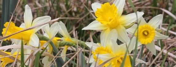 Pyrénées entre printemps et hiver-1 - Du vent dans les jonquilles !