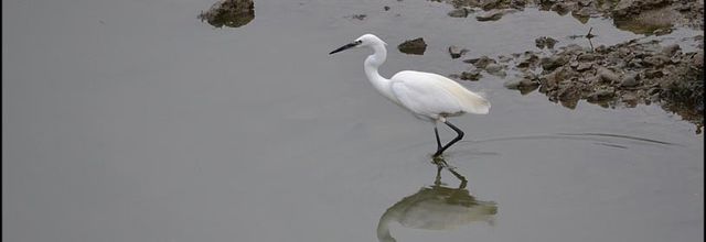 La Touque : Ma première Aigrette Garzette 