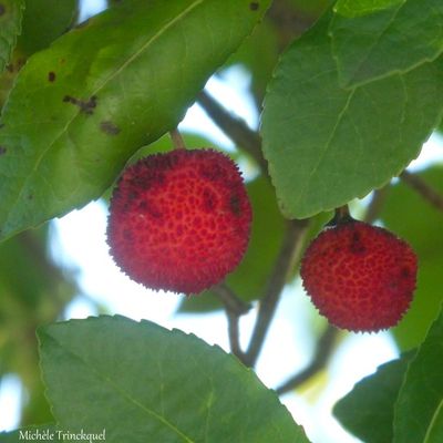 Une balade matinale fleurie dans mon village, le 30 septembre...