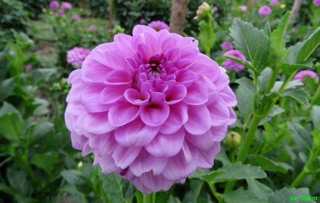 Suite des fleurs de dahlias -2