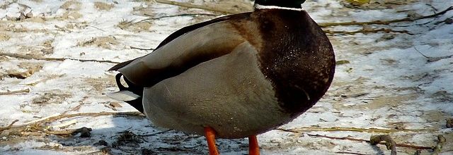 La petite faune de l'hiver de Metz / 2...