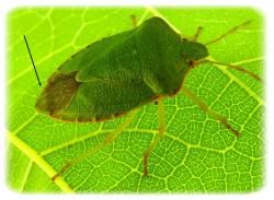 Palomena prasina, la punaise verte