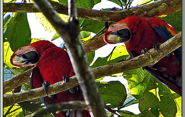 Images du Costa Rica transférées depuis mon ancien blog