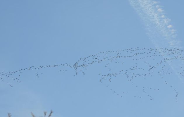 les cigognes blanches sont passées chez moi !