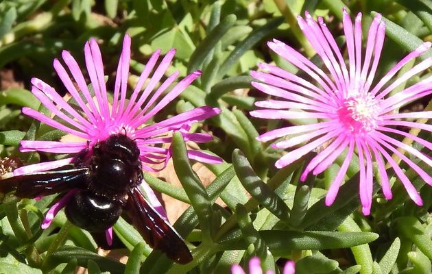 un bourdon et une fleur