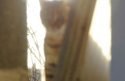 Dimanche c'est chat et aussi