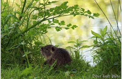 Ragondin (1) - Myocastor coypus / Bébé Ragondin