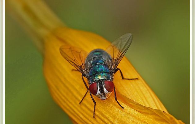 Mouche verte ou Lucilie femelle (Lucilia sp.) - Lartigau - Milhas - 31