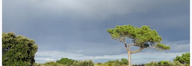 Les arbres 