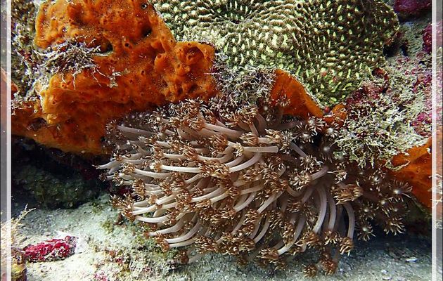 Xenia pulsé, Corail plume d’autruche, Flower soft coral, Pulsing xenia (Xenia actuosa) - Les Tétons - Tsarabanjina - Mitsio - Madagascar