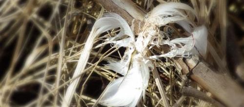 Les plumes sont éternelles