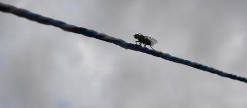 Mouche funambule