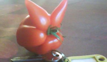 Tomate, à la recherche du goût perdu