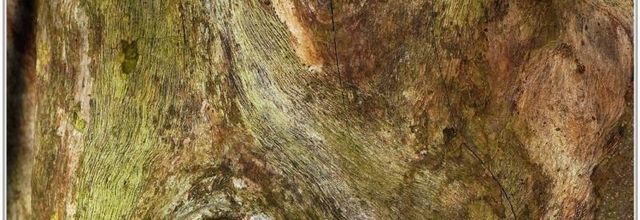 Arbre (2) - Ecorce