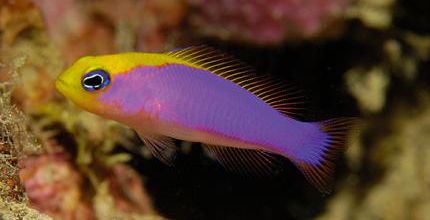 Pictichromis