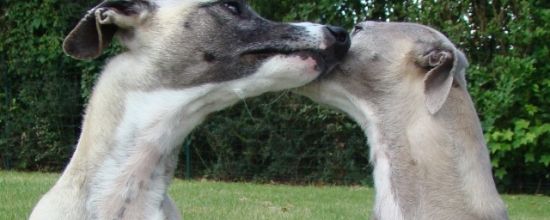 Des chiots pour fin août!!