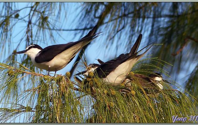 Sterne bridée (Onychoprion anaethetus) - Bird Island - Seychelles