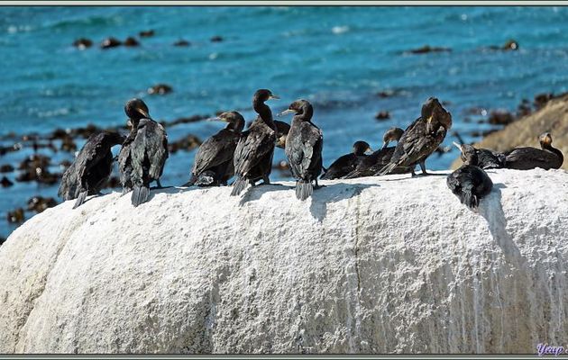 Cormoran du Cap, Cape Cormorant (Phalacrocorax capensis) - Simon's Town - Afrique du Sud