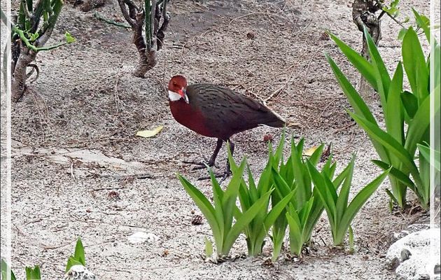 03/11/2019 : la plongée consistant en épreuves d'orientation sous-marine avec compas, pas de photos - Râle de Cuvier, White-throated rail (Dryolimnas cuvieri) - Tsarabanjina - Mitsio - Madagascar