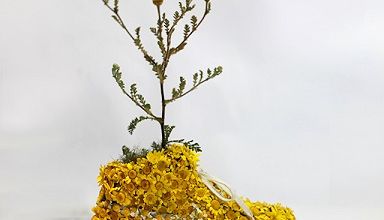 Ces fleurs vont vous donner des ailes ... 