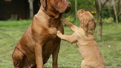 Loin du chien-chien à sa mémère ... 
