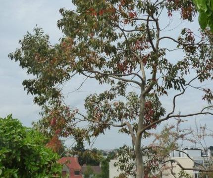 Les arbres et les buissons de ma terrasse (2)