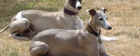 Amusez-vous à les compter!!