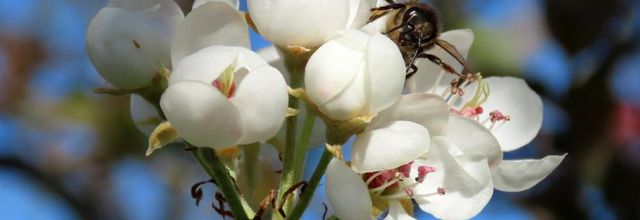 un bourdon et une abeille ... 