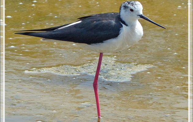 Échasse blanche, Black-winged Stilt (Himantopus himantopus) - La Couarde-sur-Mer - Île de Ré - 17
