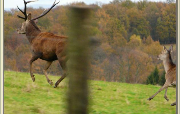 Faune des Pyrénées (Images de mon ancien blog, année 2009)