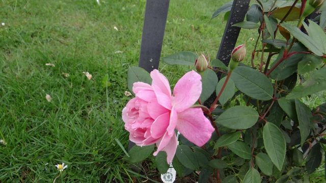 Un petit Tour au Jardin 