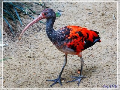 Ibis rouge, Scarlet ibis (Eudocimus ruber) - Parque das Aves - Foz do Iguaçu - Brésil
