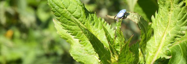 des insectes bleutés 