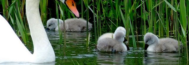 Metz / Les familles Cygne Foulque et Canard du Parc de la Seille....