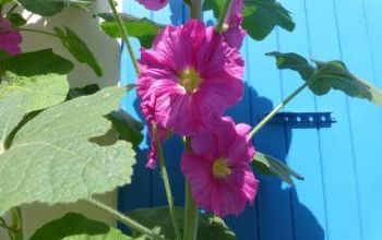 LES ROSES TREMIERES.....