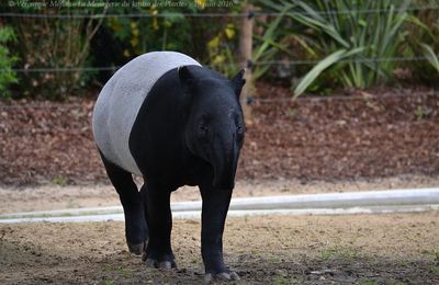 La Ménagerie du Jardin des Plantes : La balade de Tengah 