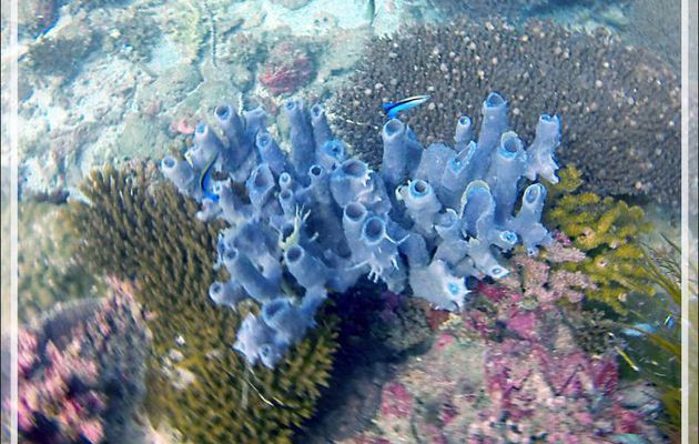 Éponge tubulaire bleue Haliclone pâle, Colonial tube-sponge (Siphonochalina siphonella) - Spot de plongée "Sugar Man" - Nosy Tsarabanjina - Archipel Mitsio - Madagascar
