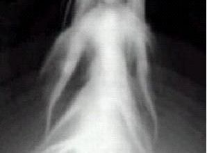 La Dame Blanche.