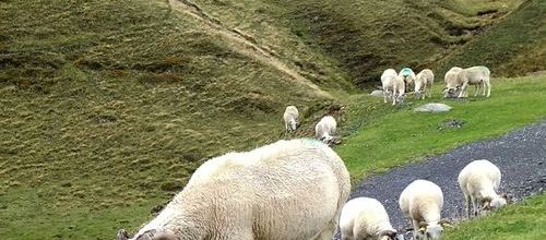 Moutons au col d'Iraty (A & A et Cie n° 77)