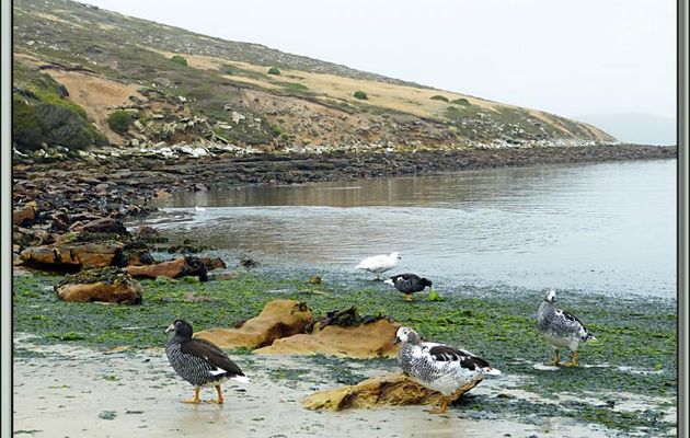 Ouette marine (Chloephaga hybrida) - New Island - Falkland Islands, Iles Malouines, Islas Malvinas