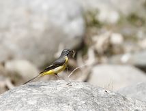 Bergeronnette des ruisseaux