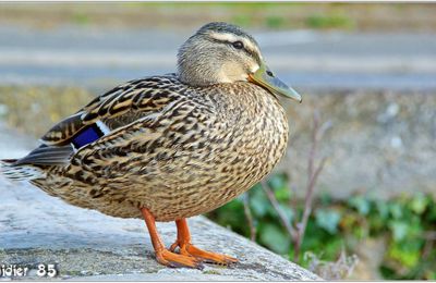 Canard Colvert (1) - Anas platyrhynchos / Femelle