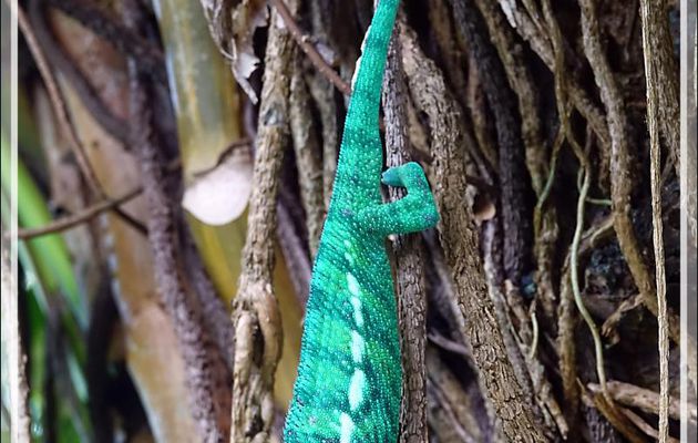 Caméléon panthère mâle, Panther chameleon (Furcifer pardalis) - Nosy Sakatia - Madagascar