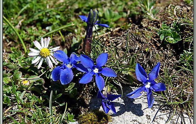 Gentiane de printemps ou printanière (Gentiana verna) - Col de Consires - Couledoux - 31